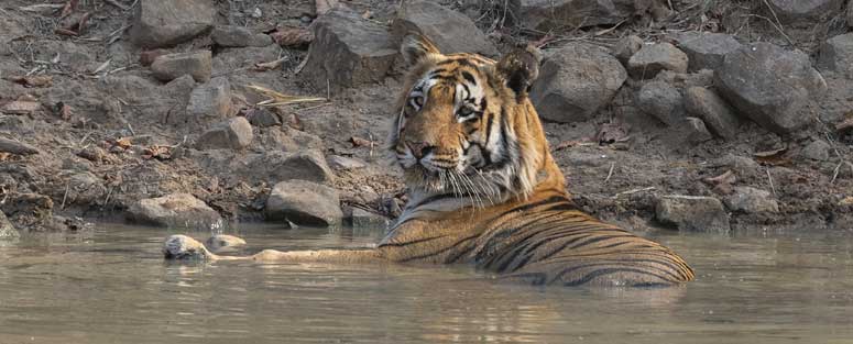 tadoba