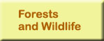 forests
